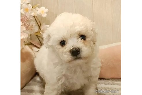 成約済の愛知県のビションフリーゼ-296334の4枚目