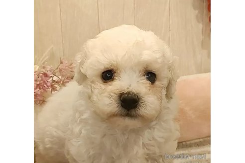 成約済の愛知県のビションフリーゼ-296334の3枚目