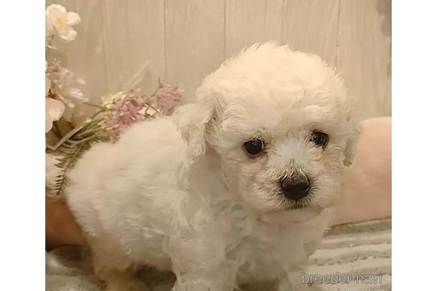 成約済の愛知県のビションフリーゼ-296334の2枚目