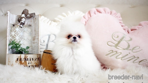 成約済の佐賀県のポメラニアン-296338の1枚目