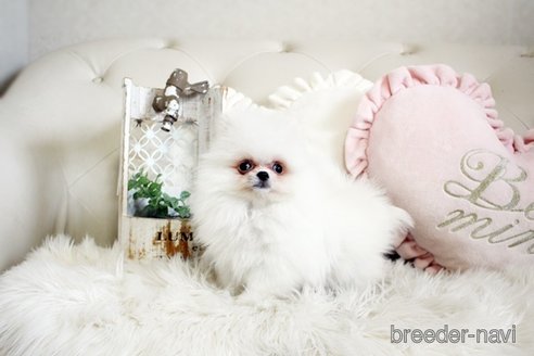 成約済の佐賀県のポメラニアン-296338の5枚目