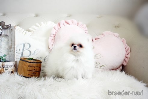 成約済の佐賀県のポメラニアン-296338の4枚目