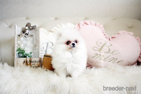 成約済の佐賀県のポメラニアン-296338の3枚目