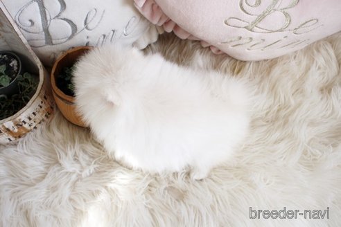 成約済の佐賀県のポメラニアン-296338の2枚目