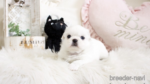 成約済の佐賀県のペキニーズ-296349