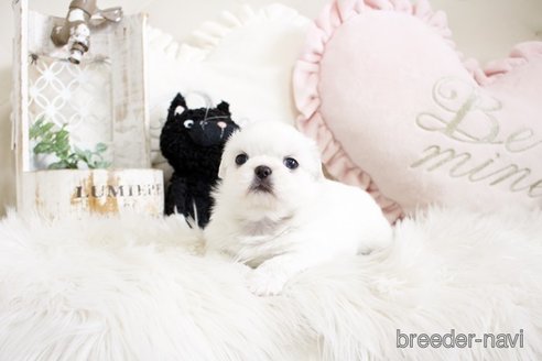 成約済の佐賀県のペキニーズ-296349の5枚目