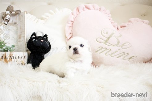 成約済の佐賀県のペキニーズ-296349の4枚目