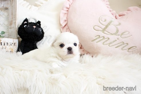 成約済の佐賀県のペキニーズ-296349の3枚目