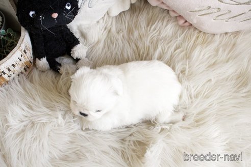 成約済の佐賀県のペキニーズ-296349の2枚目