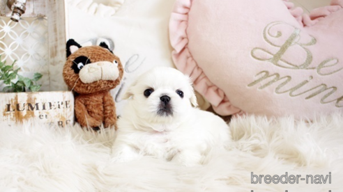 成約済の佐賀県のペキニーズ-296351