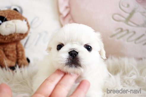 成約済の佐賀県のペキニーズ-296351の5枚目