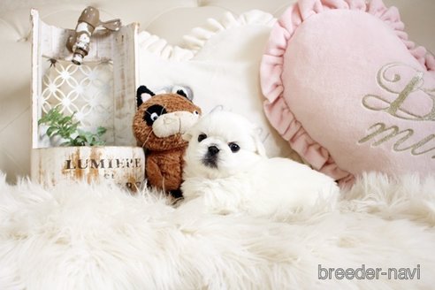 成約済の佐賀県のペキニーズ-296351の4枚目