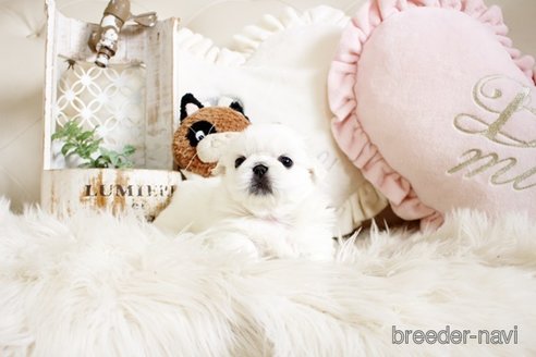 成約済の佐賀県のペキニーズ-296351の3枚目