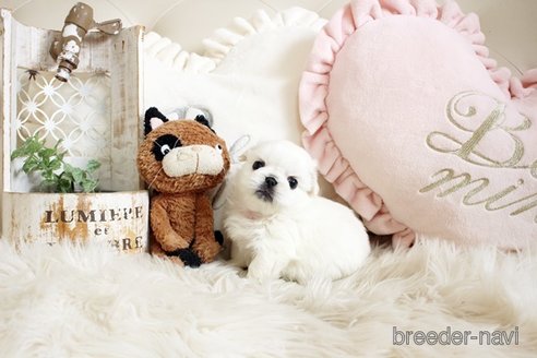 成約済の佐賀県のペキニーズ-296351の2枚目