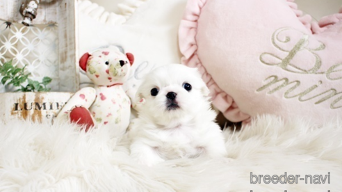 成約済の佐賀県のペキニーズ-296353