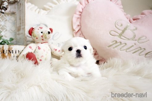 成約済の佐賀県のペキニーズ-296353の5枚目