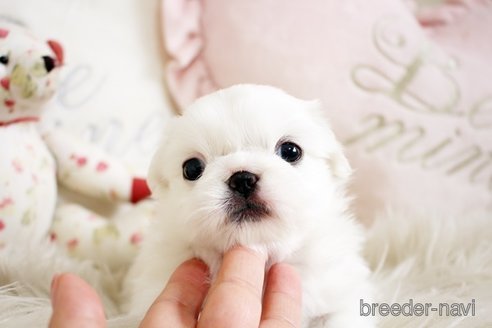 成約済の佐賀県のペキニーズ-296353の4枚目