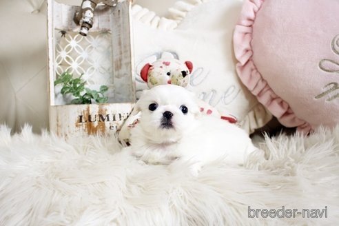 成約済の佐賀県のペキニーズ-296353の3枚目