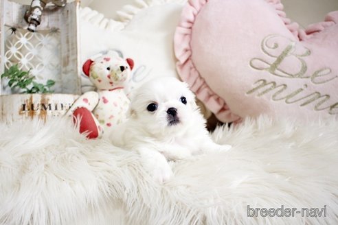 成約済の佐賀県のペキニーズ-296353の2枚目