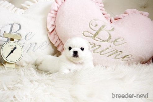 成約済の佐賀県のペキニーズ-296356の1枚目