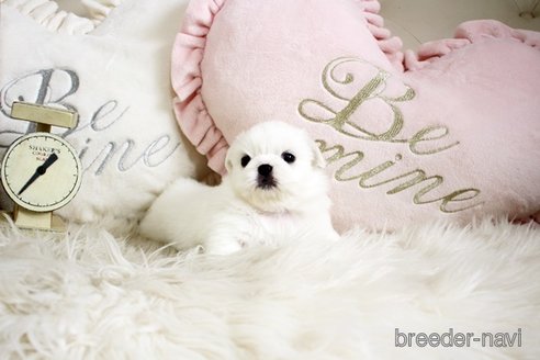 成約済の佐賀県のペキニーズ-296356の5枚目