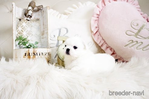 成約済の佐賀県のペキニーズ-296356の4枚目