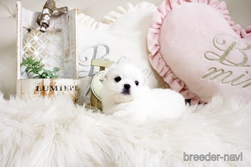 成約済の佐賀県のペキニーズ-296356の3枚目