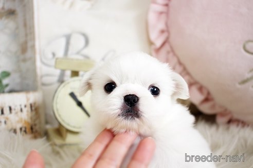 成約済の佐賀県のペキニーズ-296356の2枚目