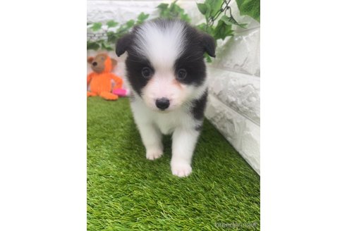 成約済の愛知県のボーダーコリー-295448の7枚目