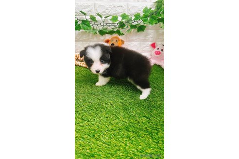 成約済の愛知県のボーダーコリー-295448の8枚目