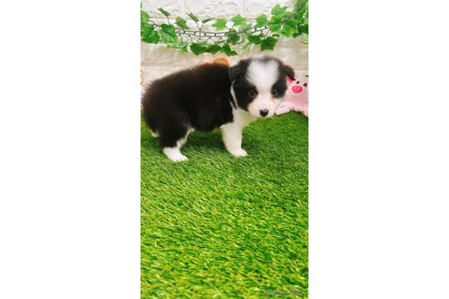 成約済の愛知県のボーダーコリー-295448の9枚目