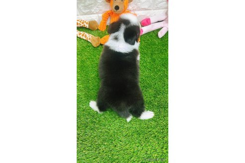 成約済の愛知県のボーダーコリー-295448の10枚目