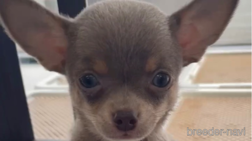 成約済の福岡県のチワワ(スムースコート)-291293の1枚目