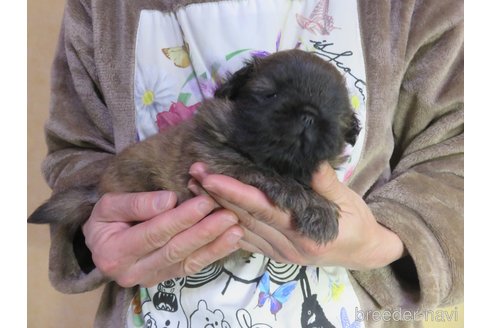 成約済の愛知県のペキニーズ-292124の2枚目