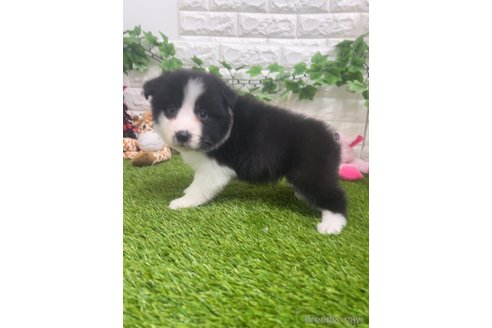 成約済の愛知県のボーダーコリー-295435の2枚目