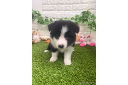 成約済の愛知県のボーダーコリー-295435の4枚目