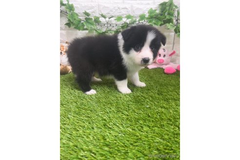 成約済の愛知県のボーダーコリー-295435の3枚目