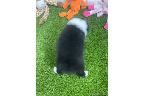 成約済の愛知県のボーダーコリー-295435の5枚目