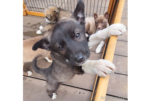 成約済の千葉県のミックス犬-293638の20枚目