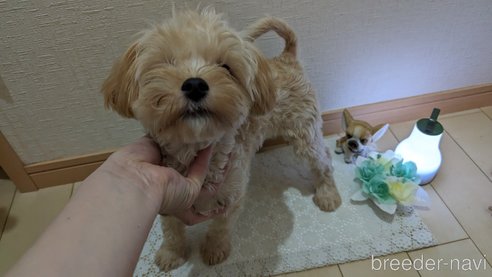 成約済の広島県のチワプー:チワワ×トイプードル-271216の114枚目