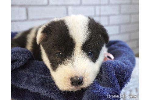 成約済の熊本県のミックス犬-296476の2枚目