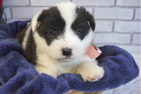 成約済の熊本県のミックス犬-296476の4枚目