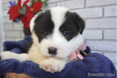 成約済の熊本県のミックス犬-296476の6枚目