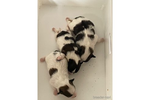 成約済の滋賀県のパピヨン-294143の6枚目