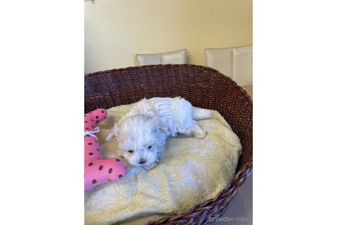 成約済の愛知県のマルチーズ-296555の2枚目