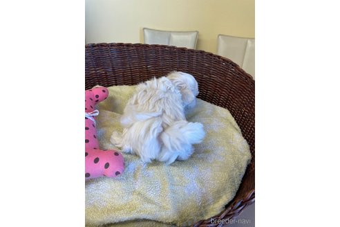 成約済の愛知県のマルチーズ-296555の3枚目