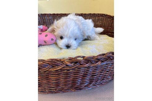 成約済の愛知県のマルチーズ-296555の4枚目