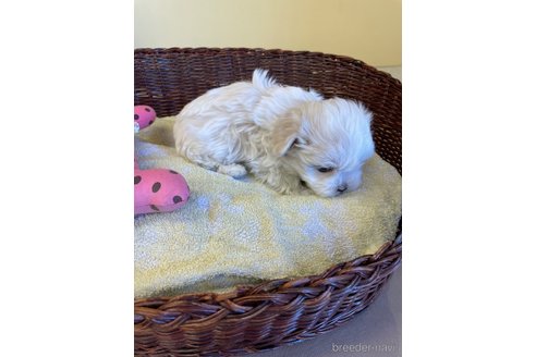 成約済の愛知県のマルチーズ-296555の5枚目