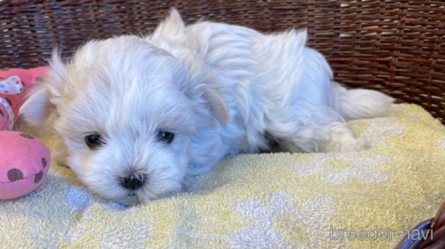 成約済の愛知県のマルチーズ-296555の1枚目