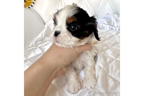 成約済の福岡県のキャバリアキングチャールズスパニエル-294157の21枚目